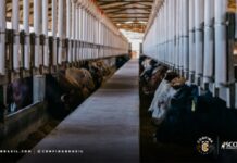 Confinamento no Sul do Brasil alia tradição, tecnologia e sustentabilidade na pecuária intensiva
