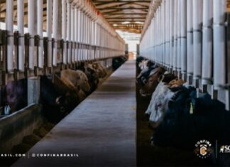 Confinamento no Sul do Brasil alia tradição, tecnologia e sustentabilidade na pecuária intensiva